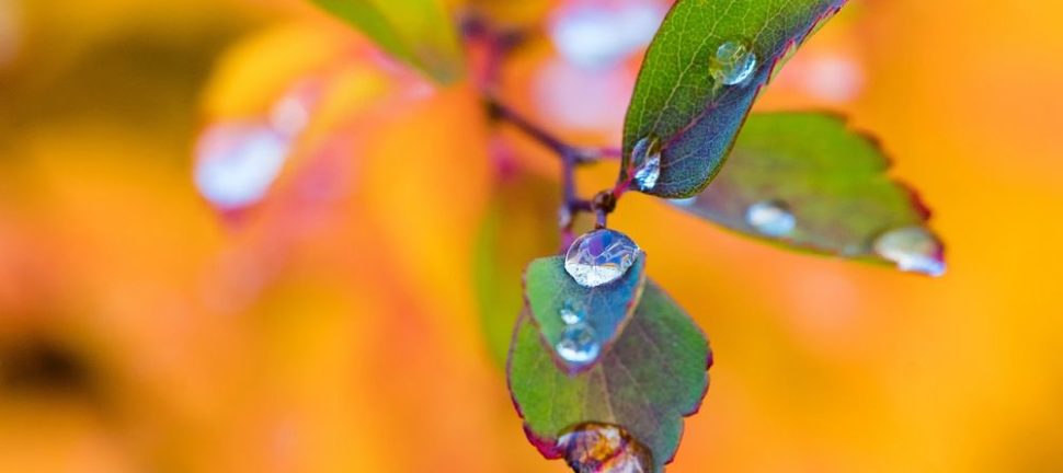 Copenhagen Brunch: A Culinary Delight That Embodies Danish Culture